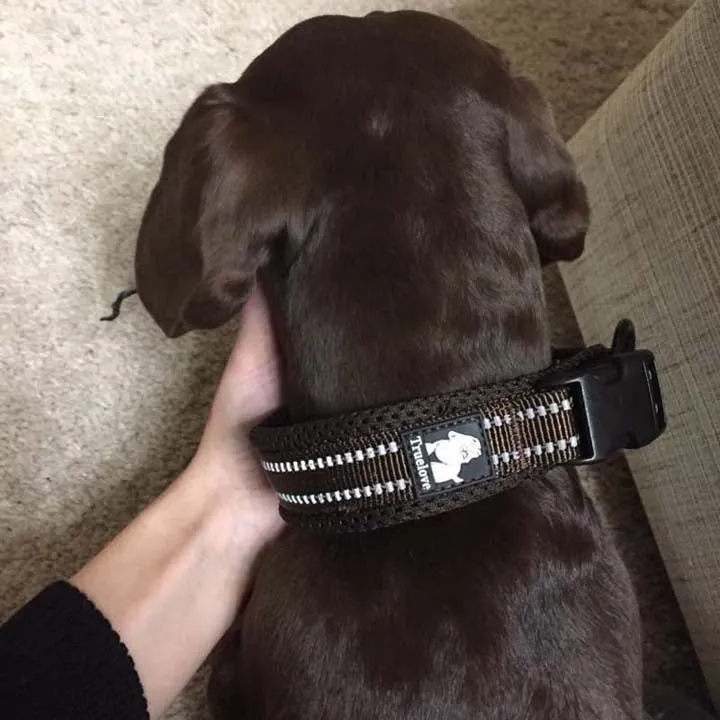 Everyday Reflective Collar